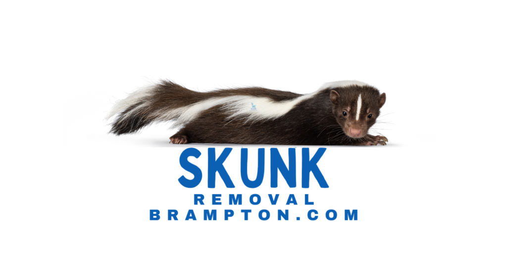 Skunk Removal Brampton