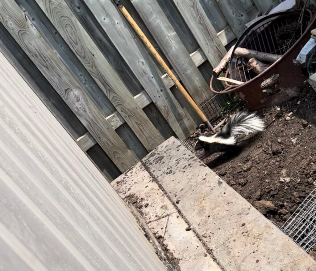 Skunk Removal Brampton
