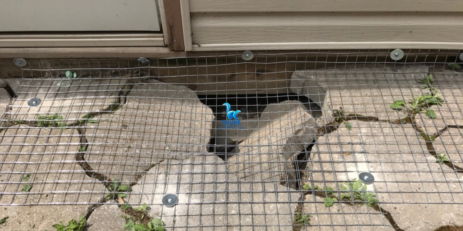 The Problem of Dead Skunks Under Your Porch or Deck